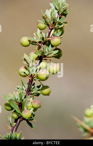 Berberis Microphylla Zweig mit Geen Beeren Laguna Nimez Nature Reserve El Calafate Santa Cruz Patagonien Argentinien Dezember Stockfoto