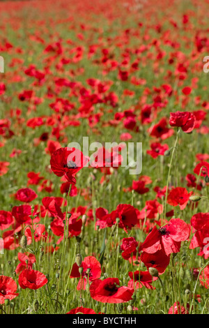 Klatschmohn Papaver Rhoeas wächst in scharlachroten Fülle in einem Feld von Kent Stockfoto