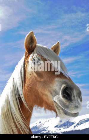 Pferd Portarit hautnah Stockfoto