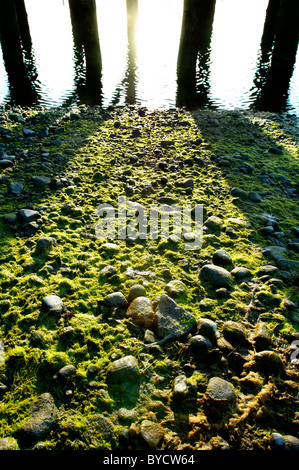 Sonne auf Felsen und Algen nach der Flut in der Nähe von Dock in Westport, CT USA zurückgegangen. Stockfoto