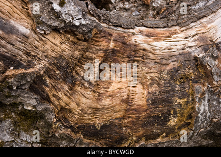 Ein Stamm, Stumpf, Draufsicht, Hintergrund Stockfoto