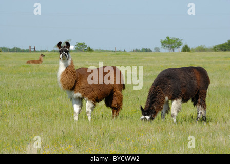 Zwei braunen und weißen Alpaca grasen in einer grünen Wiese weide Feld. Die eine ist, direkt auf die Kamera und das andere ist die Beweidung auf dem Gras. Stockfoto