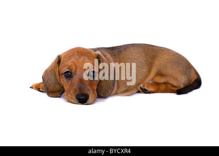 Miniature Dachshund Welpen Stockfoto