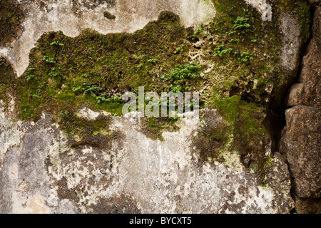 Moos auf den Aufbau von Ruinen in Portobelo, Panam Stockfoto