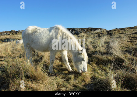 Eines der Welsh-Ponys eingeführt auf Llanddwyn Island, Anglesey, die Sanddünen streifte zu halten Stockfoto