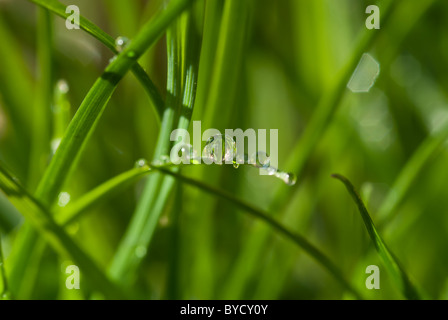 Wassertropfen auf einem Grashalm mit einer klaren Reflexion des Grases um ihn herum. Stockfoto
