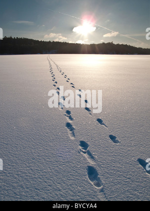 Fußspuren im Schnee auf einem zugefrorenen See in skandinavischen Landschaft. Stockfoto