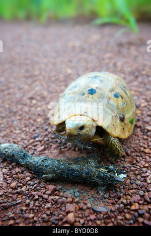 Die vom Aussterben bedrohten Elongated Schildkröte (Indotestudo Elongata) in Thap Lan Nationalpark, Thailand. Stockfoto