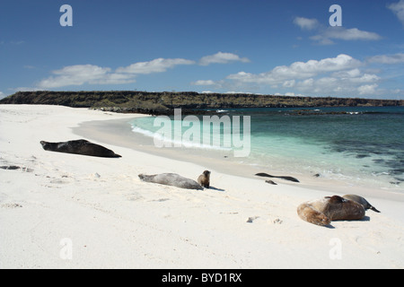 Seelöwen ruht auf einem tropischen Sandstrand am Islote Mosquera auf den Galapagos Inseln Stockfoto