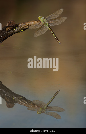 Kaiser-Libelle (Anex Imperator) auf Zweig mit Reflexion Stockfoto