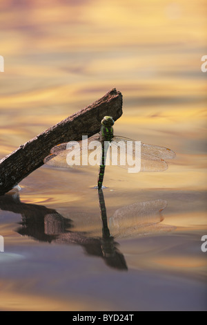 Sourhern Hawker Libelle (Aeshna Cyanea) weiblich ruht bei Sonnenuntergang Stockfoto