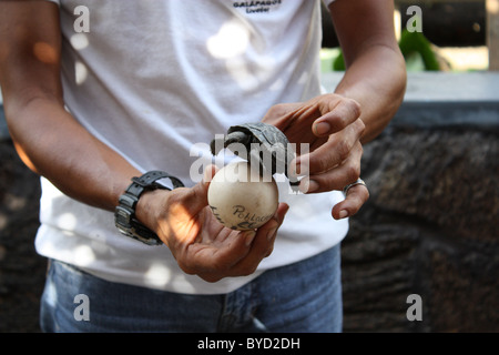 Baby-Schildkröte, im Vergleich zu einer Schildkröte Ei an der Tortoise Breeding Centre in Puerto Villamil Stockfoto