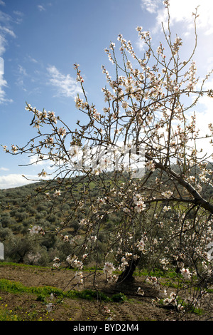 Mandelbaum in Blüte vor blauem Himmel, Februar, Region Axarquia, Andalusien, Spanien, Europa, europäisch, Spanisch, Andalusien, Stockfoto