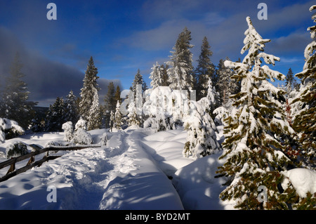 Eine Spur durch den tief verschneiten Wald. Yellowstone-Nationalpark, Wyoming, USA. Stockfoto