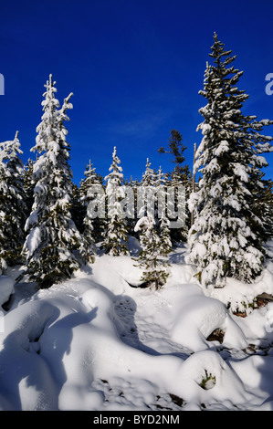 Lodgepole Pine Wald mit Schnee bedeckt. Yellowstone-Nationalpark, Wyoming, USA. Stockfoto