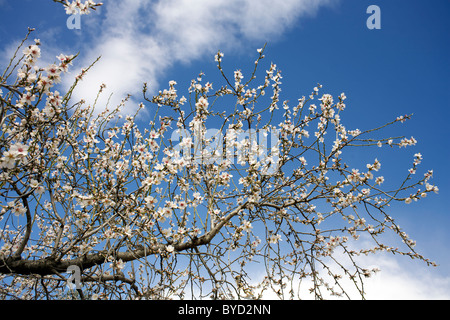 Mandelbaum in Blüte vor einem tiefblauen Himmel, Februar, Region Axarquia, Andalusien, Spanien, Europa, europäisch, Spanisch, Stockfoto