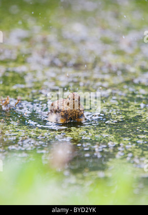 Robin (Erithacus Rubecula) unreif Baden im Teich Stockfoto