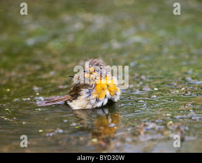 Robin (Erithacus Rubecula) Baden im Teich Stockfoto