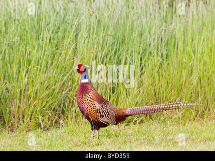 Fasan (Phasianus Colchicus) männliche Ring-necked in Wiese Stockfoto
