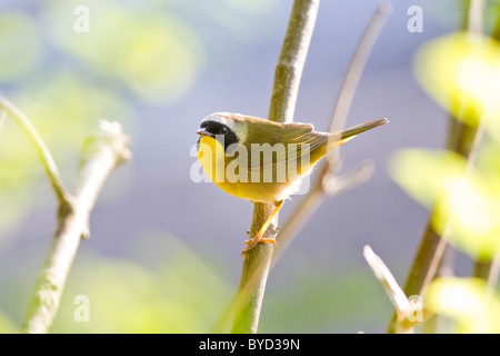 Gemeinsame Yellowthroat - Geothlypis Trichas - Grasmücke Stockfoto