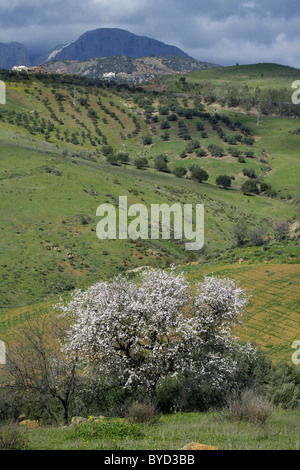 Mandelbaum in Blüte, Februar, Naturpark Sierras de Tejeda, Almijara und Almara, Andalusien, Spanien, Europa, europäische, Span Stockfoto