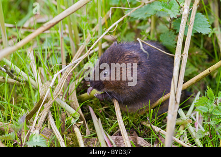 Schermaus (Arvicola Amphibius) Fütterung am Flussufer Stockfoto