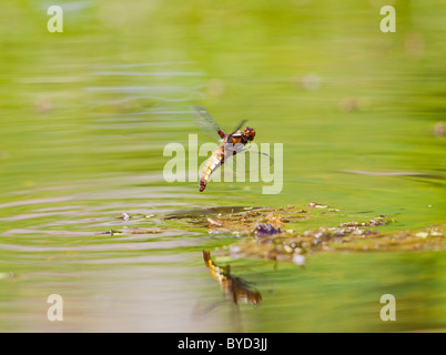 Breiter Körper Chaser (Libellula Depressa) weibliche im Flug Eiablage Stockfoto