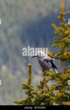 Clarks Tannenhäher (Nucifraga Columbiana) sitzen auf einem Baum in Banff Nationalpark, Alberta, Kanada Stockfoto