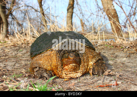 Schnappschildkröte (Chelydra Serpentina) - Illinois Stockfoto