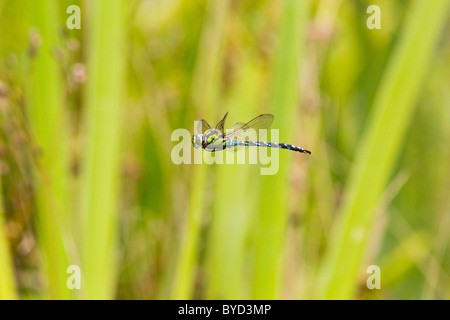 Südlichen Hawker (Aeshna Cyanea) im Flug Stockfoto