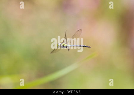 Südlichen Hawker (Aeshna Cyanea) im Flug Stockfoto