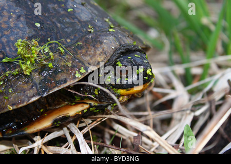 Blandings Schildkröte (Emydoidea Blandingii) Stockfoto