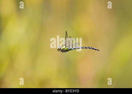 Südlichen Hawker (Aeshna Cyanea) im Flug Stockfoto