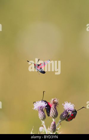 Sechs vor Ort Burnet (Zygaena Filipendulae) im Flug Stockfoto