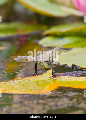Kaiser-Libelle (Anax Imperator) Weibchen Eier Stockfoto