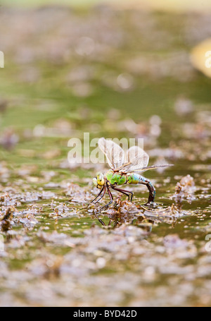 Kaiser-Libelle (Anax Imperator) Weibchen Eier Stockfoto