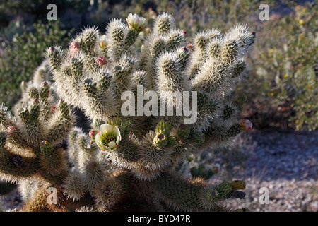 Teddybear Cholla (Cylindropuntia oder Opuntia Bigelovii), Arizona, USA Stockfoto