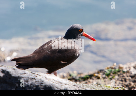 Eine amerikanische schwarze Austernfischer (Haematopus Bachmani) an einem steinigen Strand in Victoria, BC, Kanada. Stockfoto