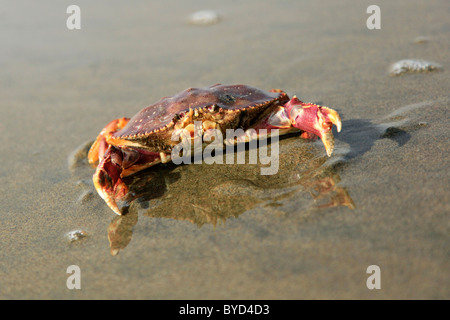 Dungeness Krabbe auf dem Sand am Strand, nach oben in Richtung Kamera mit Krallen aus, spiegelt sich im Wasser Stockfoto