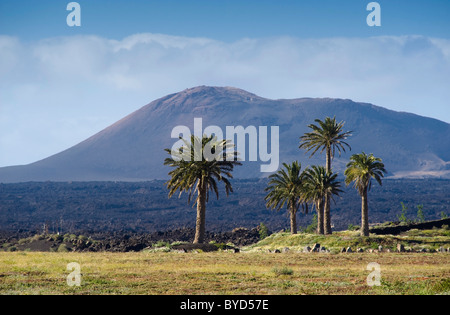 Dattelpalmen und Vulkane in der Nähe von Uga, Lanzarote, Kanarische Inseln, Spanien, Europa Stockfoto