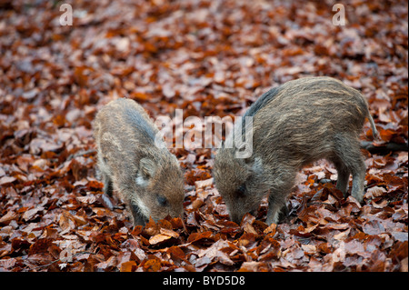 Wildschwein (Sus Scrofa), shoats Stockfoto