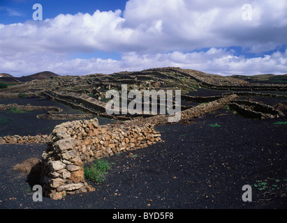 Trockengebieten Landwirtschaft auf Lava, Tinajo, Lanzarote, Kanarische Inseln, Spanien, Europa Stockfoto