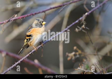 Bergfink (Fringilla Montifringilla) männlichen Zweig des Blackberry Busch - Louvain-La-Neuve - Belgien Stockfoto