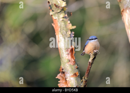 Eurasische Kleiber (Sitta Europaea) thront auf einem abgestorbenen Baum - Louvain-La-Neuve - Belgien Stockfoto