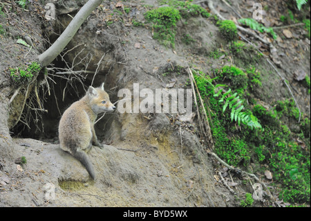 Gemeinsamen Rotfuchs (Vulpes Vulpes) zwei Monate altes Jungtier sitzt am Eingang der Höhle bei Spring - Belgien Stockfoto
