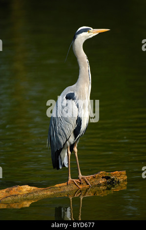 Graureiher (Ardea Cinerea) thront auf einem Baumstamm in einem See Stockfoto