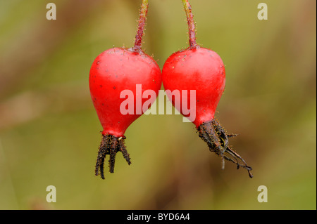Früchte der Heckenrose (Rosa Canina) Stockfoto