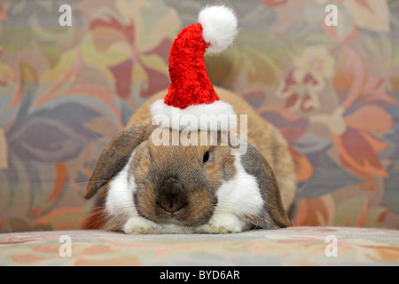 Dwarf lop Hase oder Kaninchen (Oryctolagus Cuniculus), das Tragen einer Weihnachtsmütze Stockfoto
