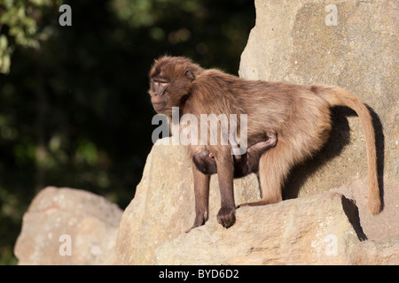 Gelada Pavian (Theropithecus Gelada), weiblichen Erwachsenen mit jungen, Naturzoo Rheine Zoo, North Rhine-Westphalia, Germany, Europe Stockfoto