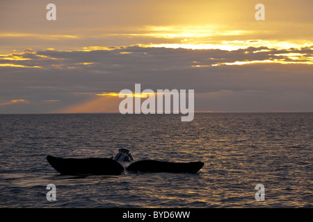 Südlichen Glattwal (Eubalaena Australis) bei Sonnenuntergang, Parque Nacional Halbinsel Valdés, Argentinien, Südamerika Stockfoto